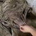 盐毛肚