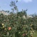 鲁丽苹果露天光果