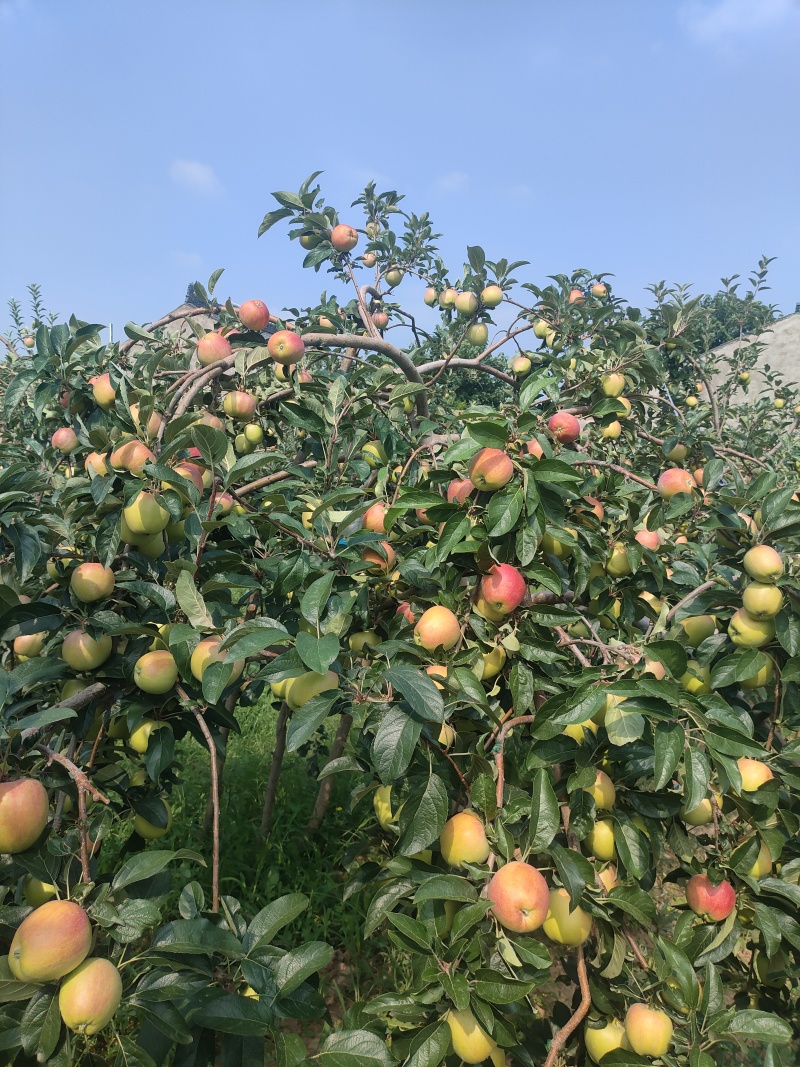 鲁丽苹果露天光果