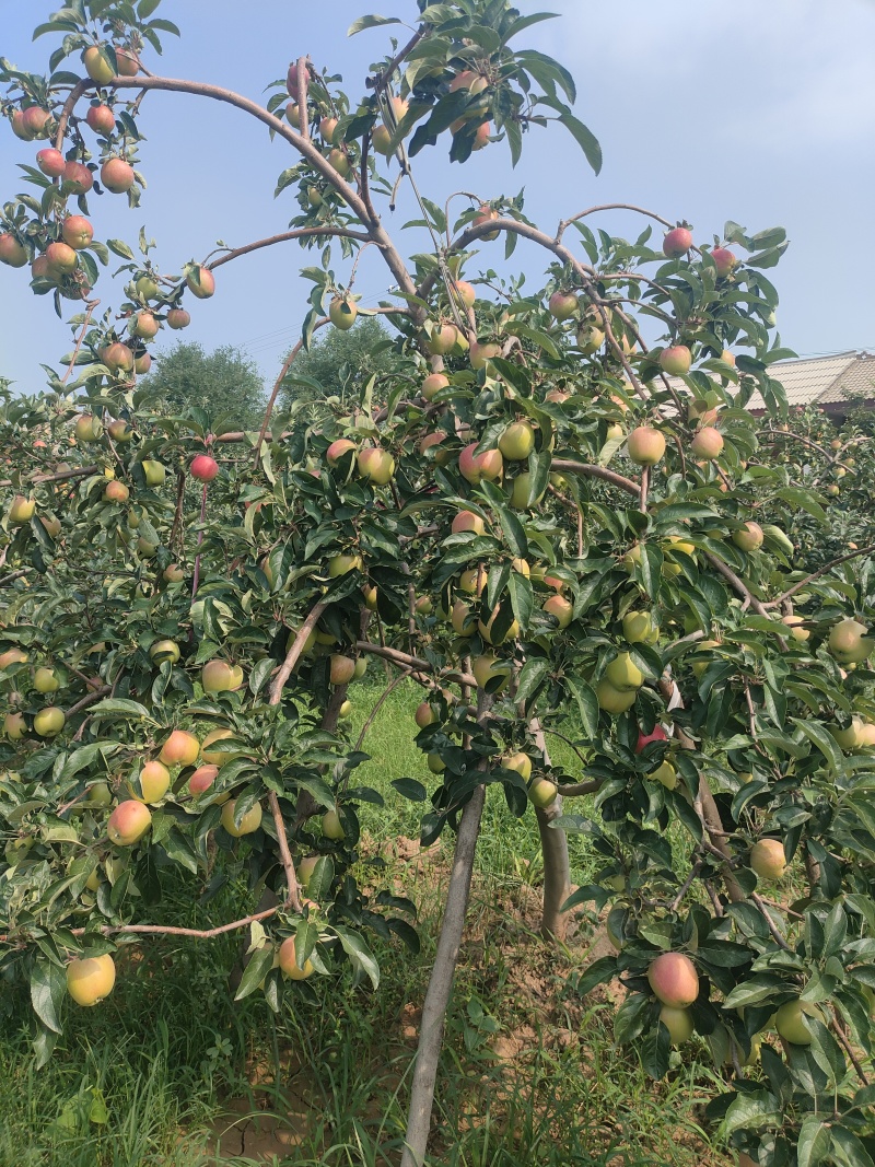 鲁丽苹果露天光果