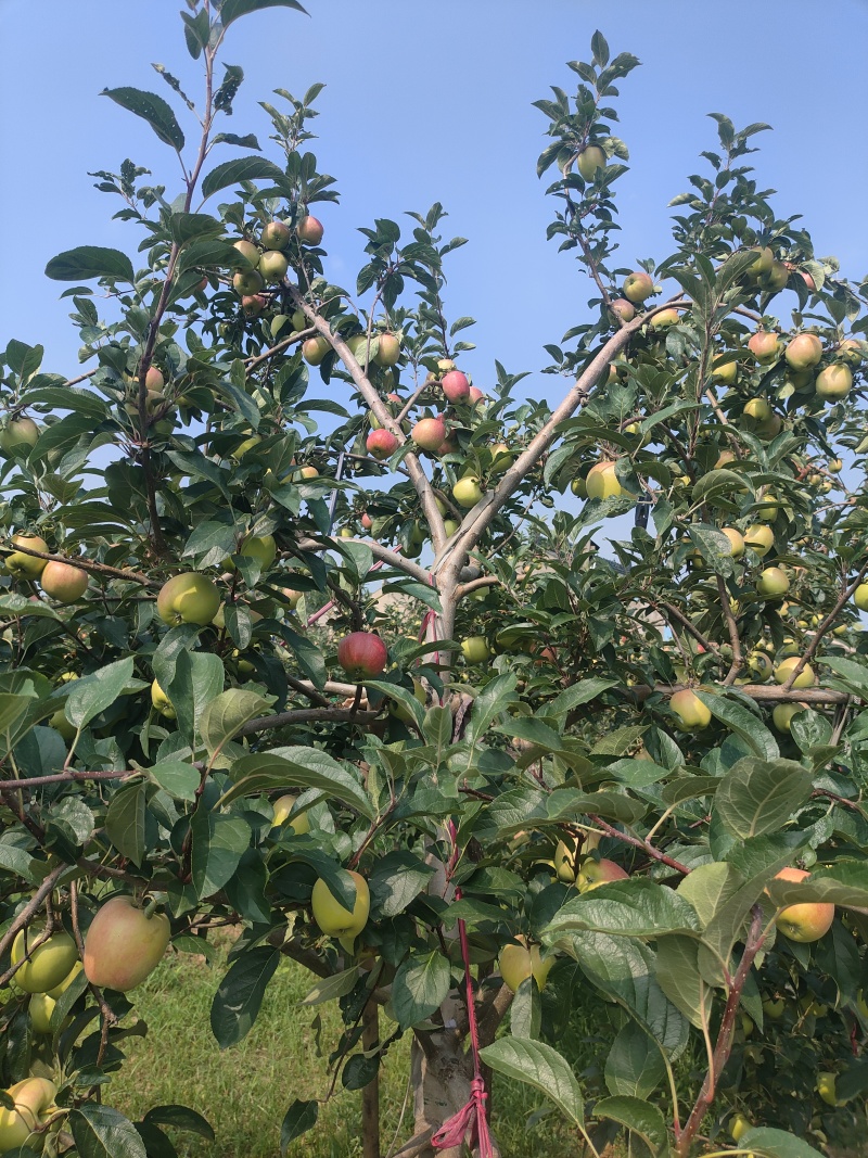 鲁丽苹果露天光果