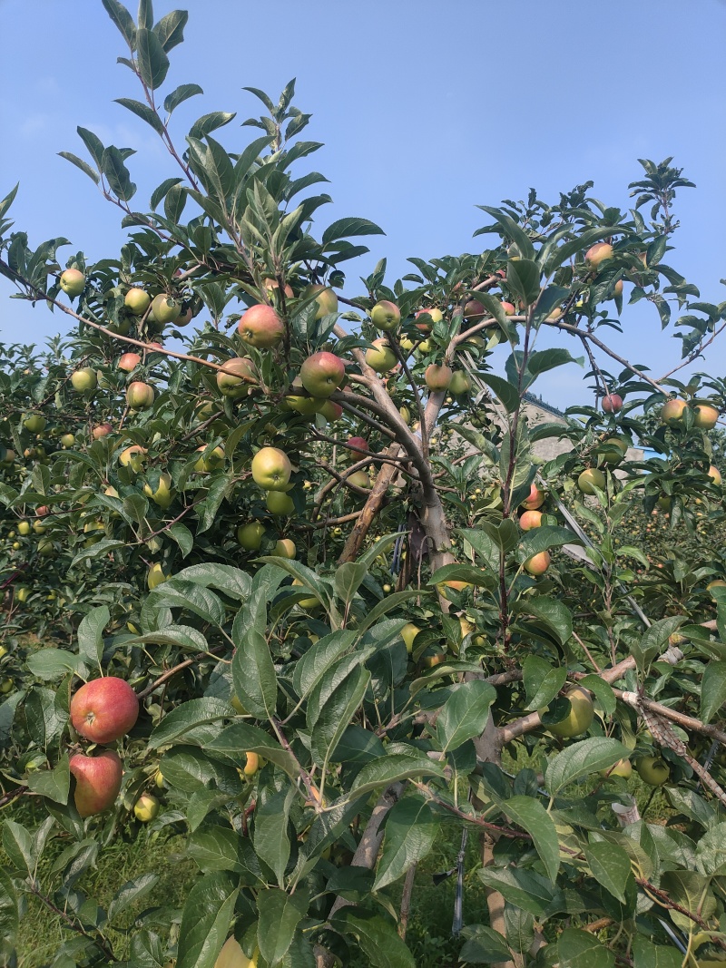 鲁丽苹果露天光果
