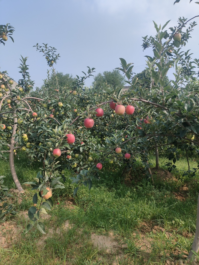 鲁丽苹果露天光果
