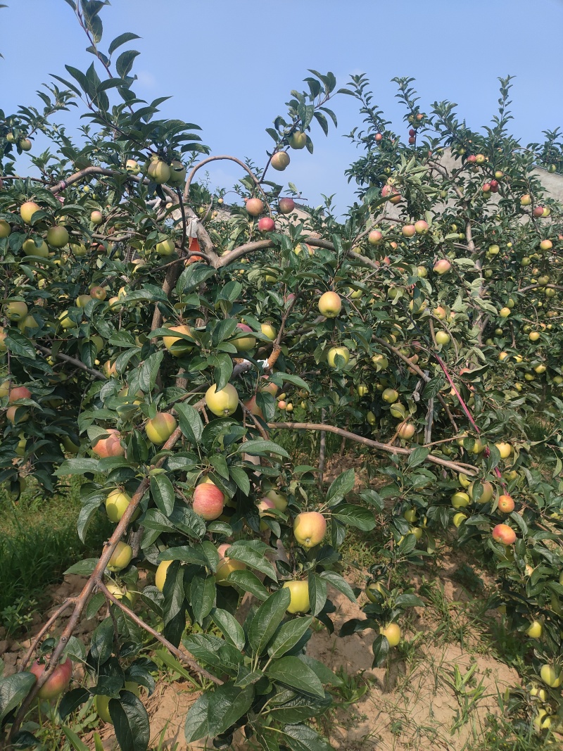 鲁丽苹果露天光果
