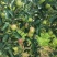 鲁丽苹果露天光果