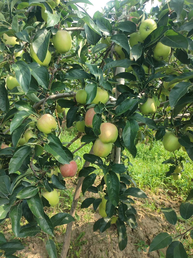 鲁丽苹果露天光果