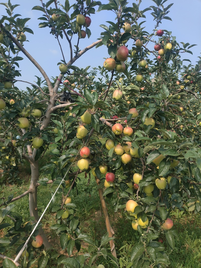 鲁丽苹果露天光果