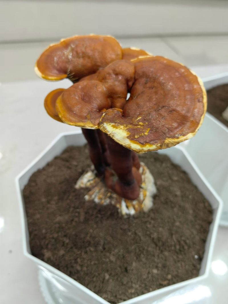 活体灵芝盆栽绿植盆景赤灵芝食用菌景观带菌包有货