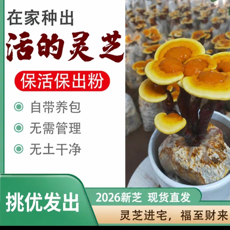 活体灵芝盆栽绿植盆景赤灵芝食用菌景观带菌包有货