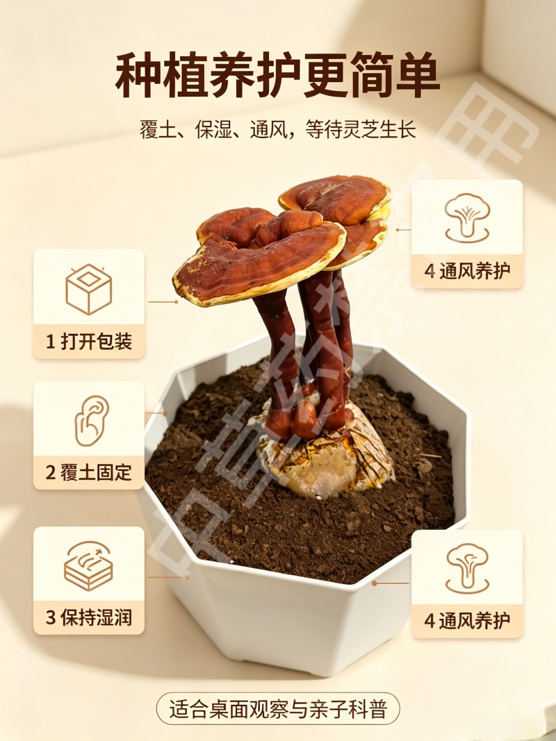 活体灵芝盆栽绿植盆景赤灵芝食用菌景观带菌包有货