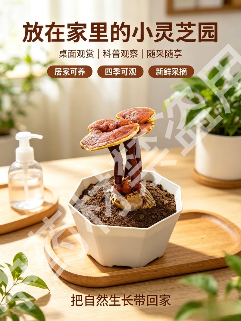 活体灵芝盆栽绿植盆景赤灵芝食用菌景观带菌包有货