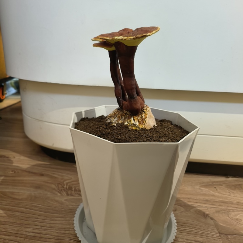 活体灵芝盆栽绿植盆景赤灵芝食用菌景观带菌包有货