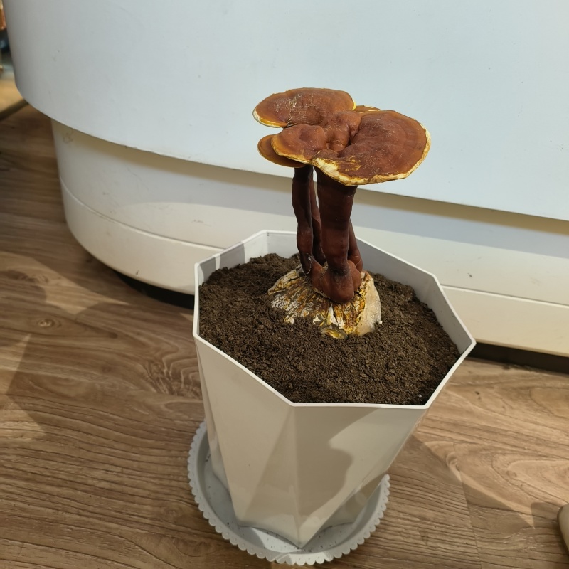 活体灵芝盆栽绿植盆景赤灵芝食用菌景观带菌包有货