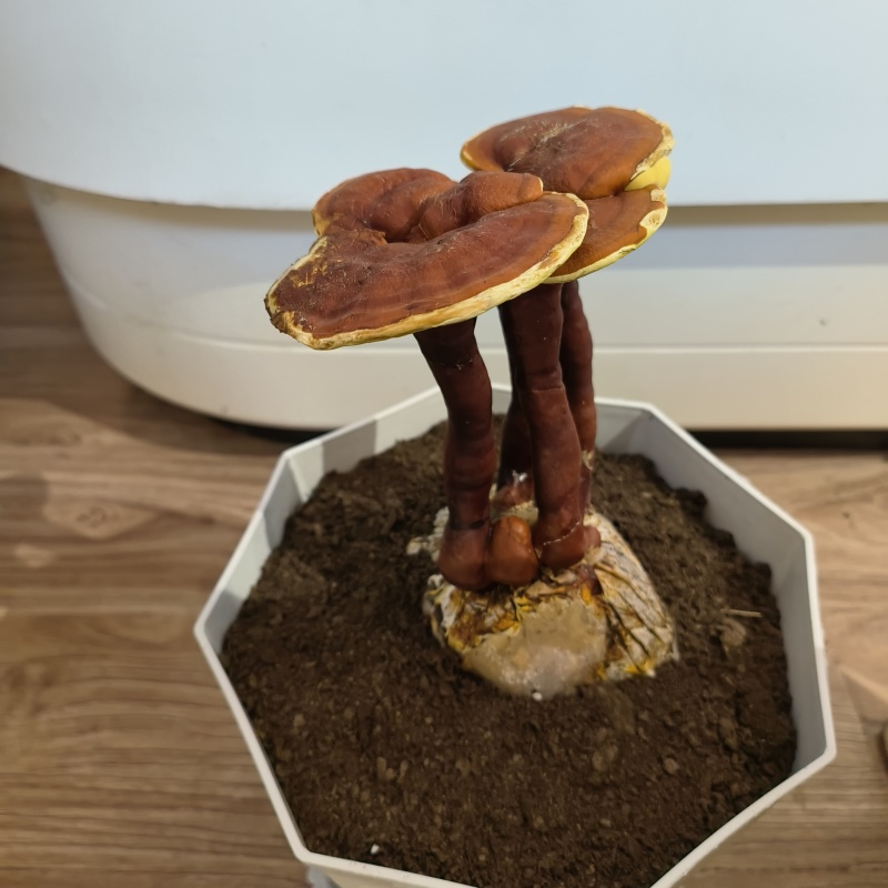 活体灵芝盆栽绿植盆景赤灵芝食用菌景观带菌包有货