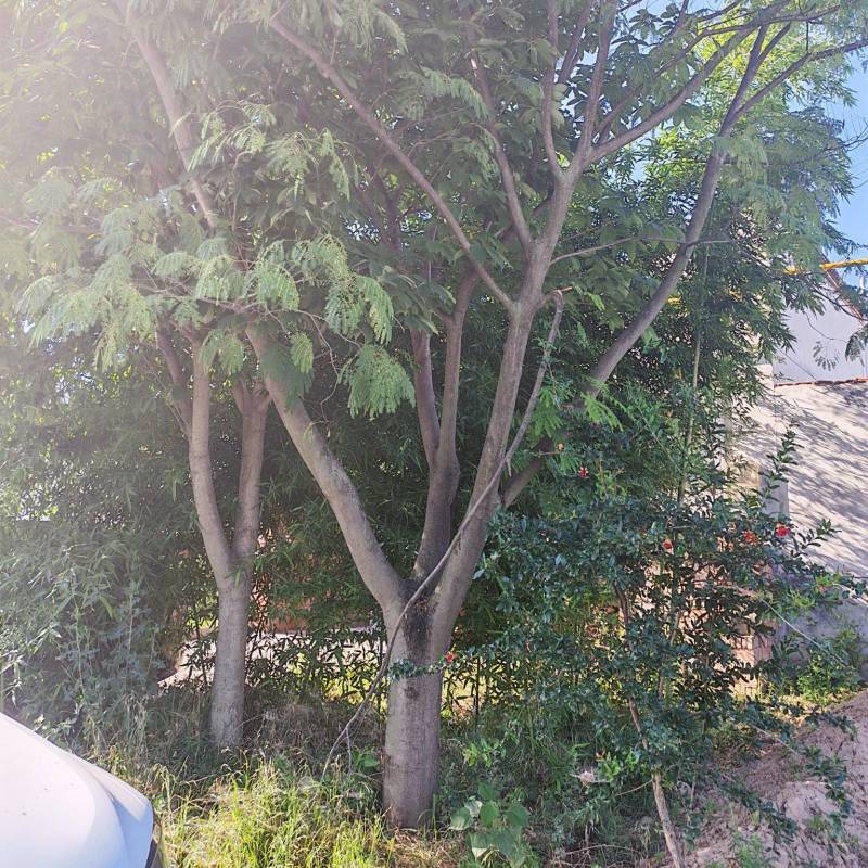 七叶树，蓝花楹各一颗