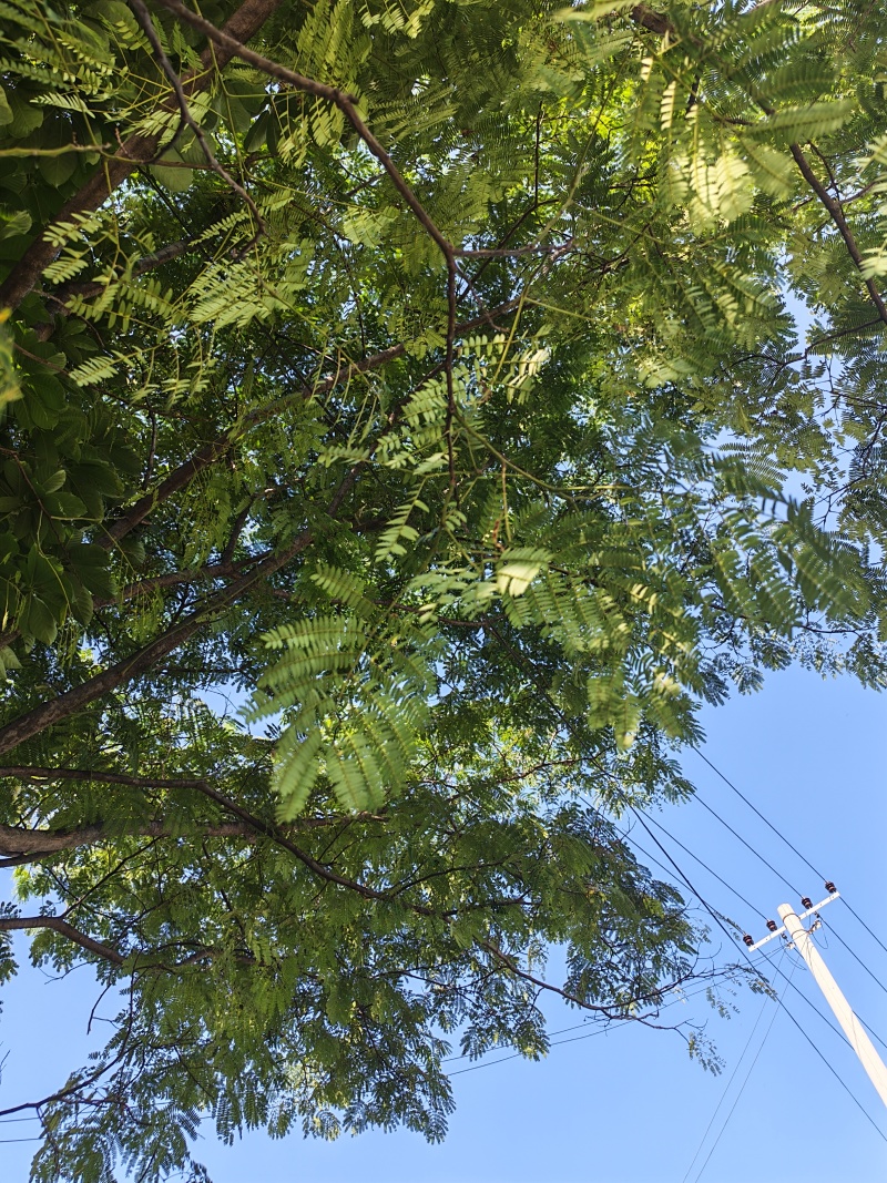 七叶树，蓝花楹各一颗