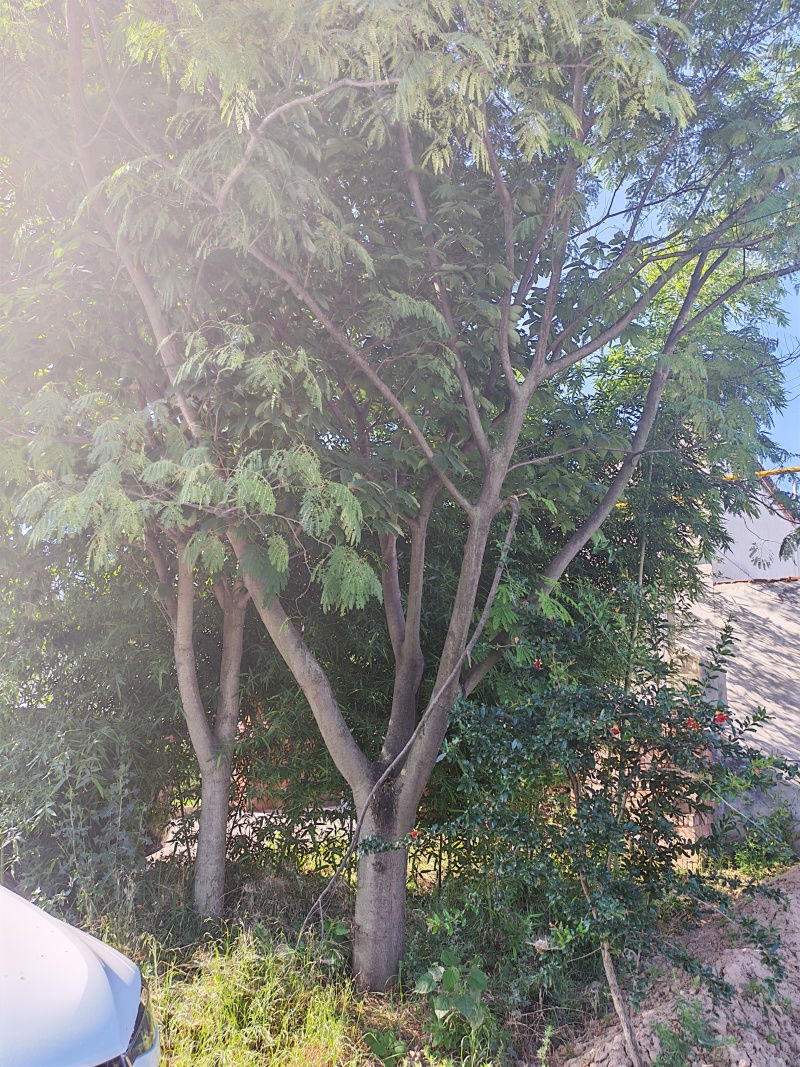 七叶树，蓝花楹各一颗