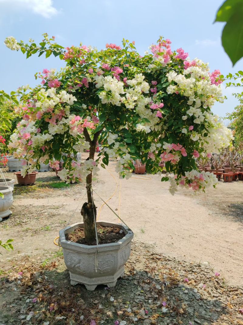 各种三角梅盆景，.电商货，绿化货，品种花色规格齐全，批发