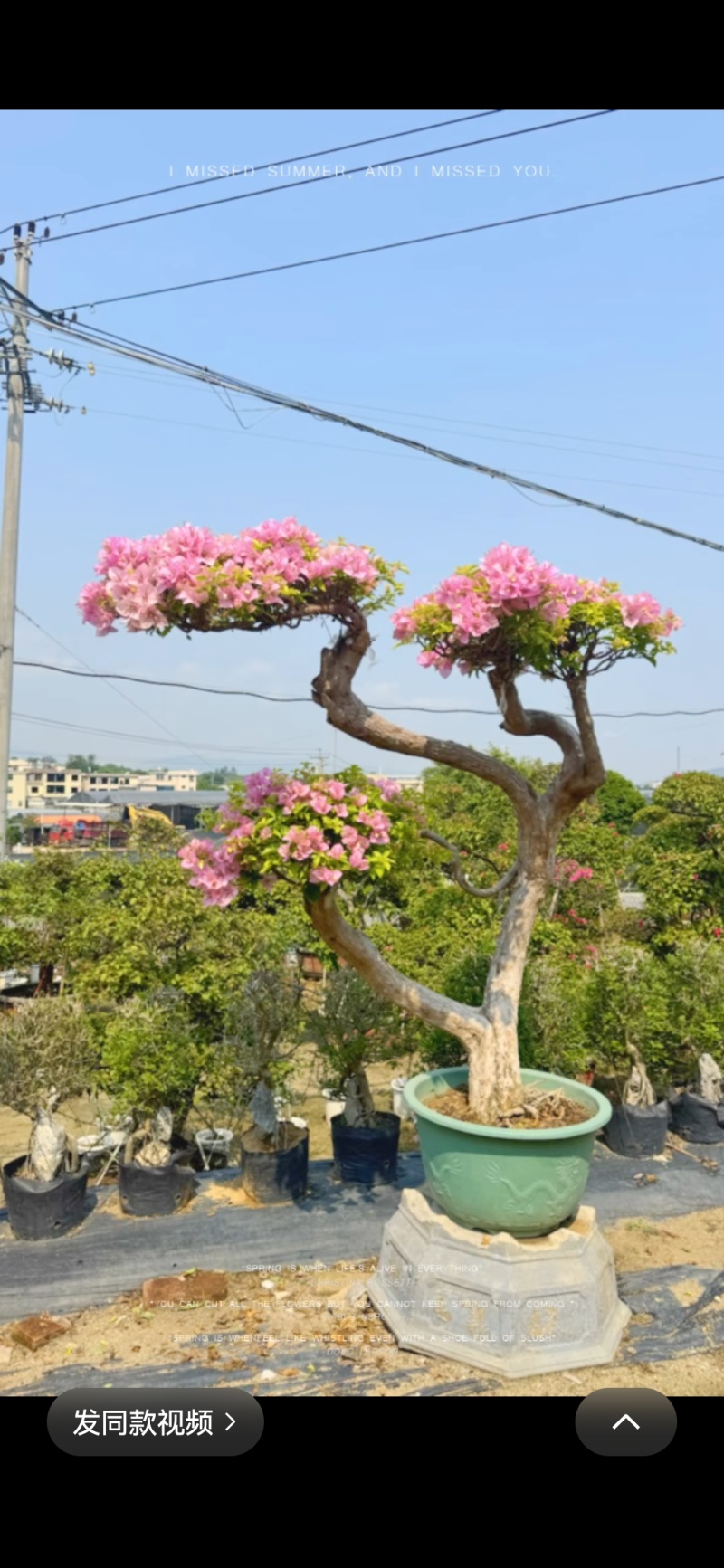各种三角梅盆景，.电商货，绿化货，品种花色规格齐全，批发