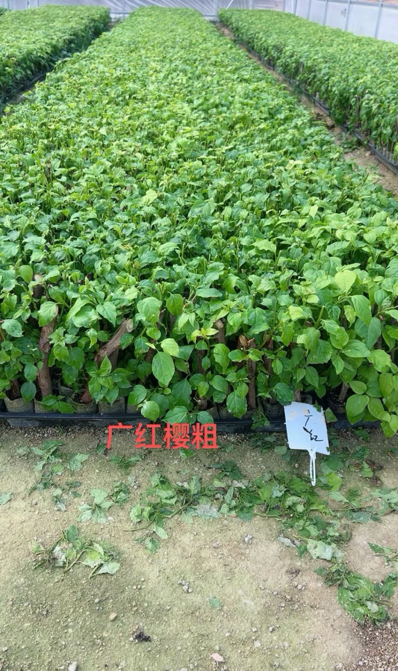各种三角梅盆景，.电商货，绿化货，品种花色规格齐全，批发