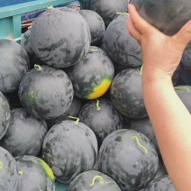 黑皮无籽西瓜