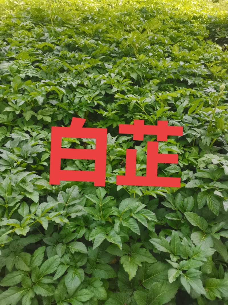 白芷种子，纯新二年生移栽白芷种子，分批采收，颗粒饱满