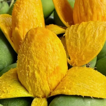 丽江华坪椰香芒果