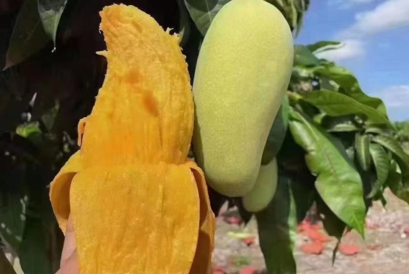 海南金煌芒/水仙芒产地直发接电商一件代发
