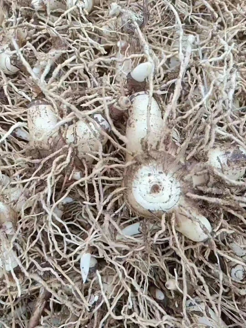 紫花，三叉白芨，块茎种子带牙头，去须根商品货都有。