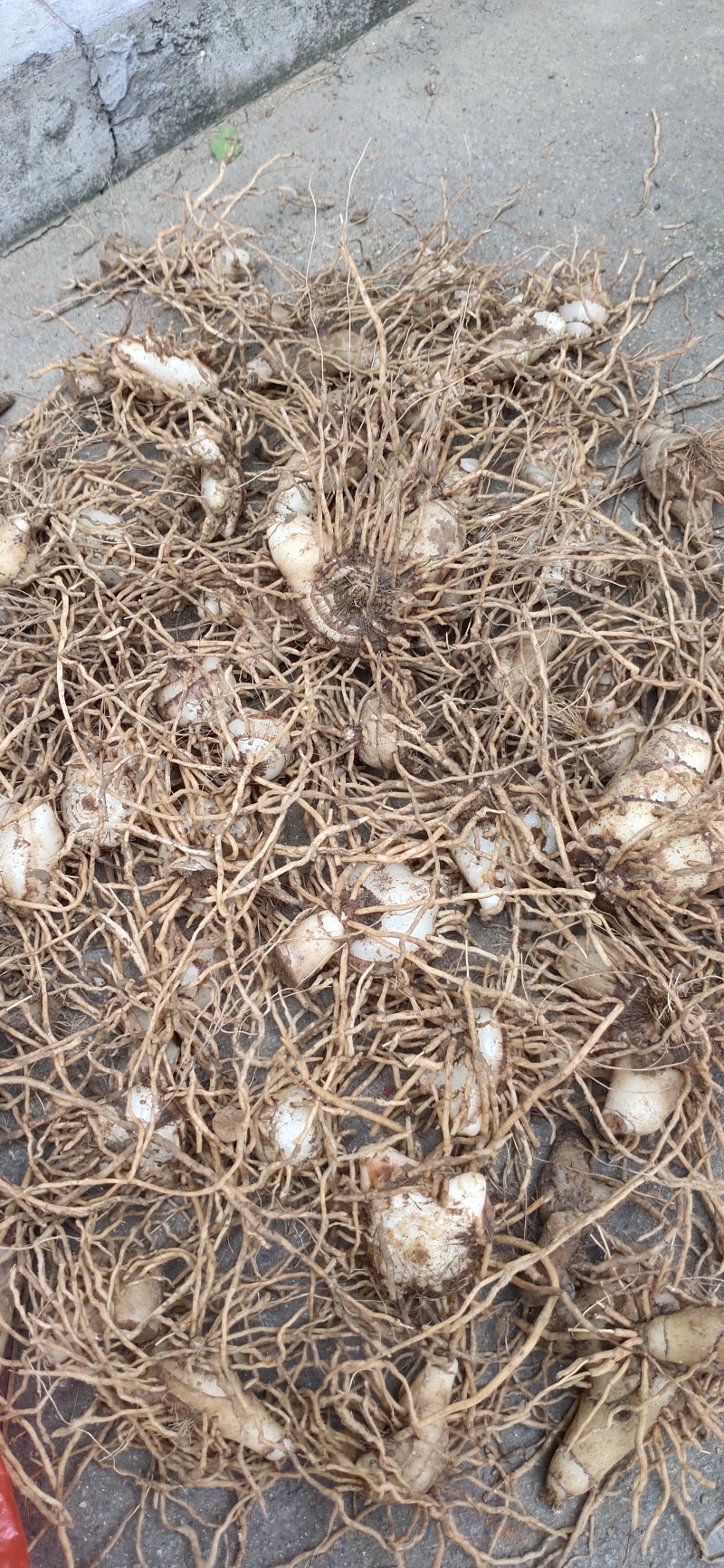 紫花，三叉白芨，块茎种子带牙头，去须根商品货都有。