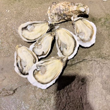 现货全规格1.5到5，可接半壳，接专车，精品餐厅烧烤批发