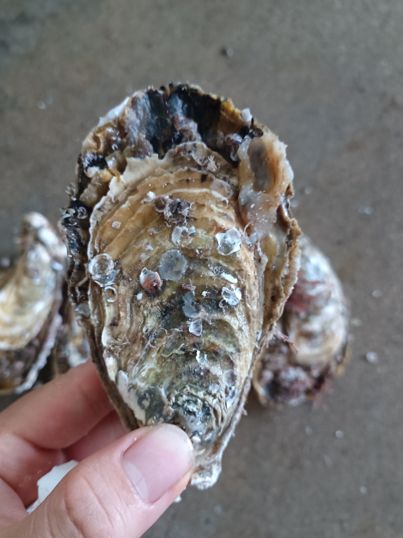 现货全规格1.5到5，可接半壳，接专车，精品餐厅烧烤批发