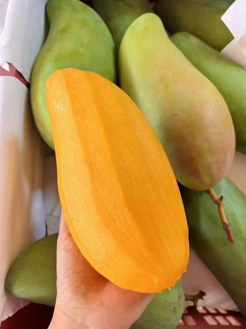 云南大青芒青金煌产地直发1件带框60斤批发烘焙茶饮