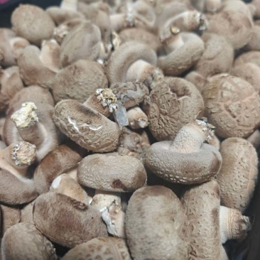 香菇