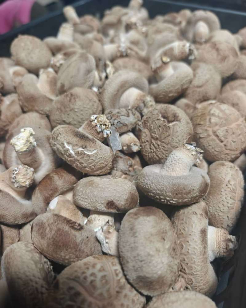 香菇