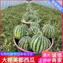 宁夏西瓜《麒麟西瓜》大棚西瓜/无籽西瓜/浙江台州人种植