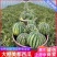 宁夏西瓜《麒麟西瓜》大棚西瓜/无籽西瓜/浙江台州人种植