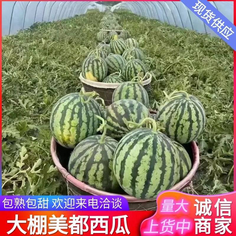 宁夏西瓜《麒麟西瓜》大棚西瓜/无籽西瓜/浙江台州人种植