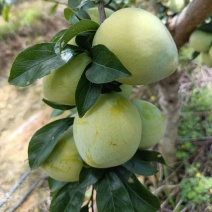 青奈李