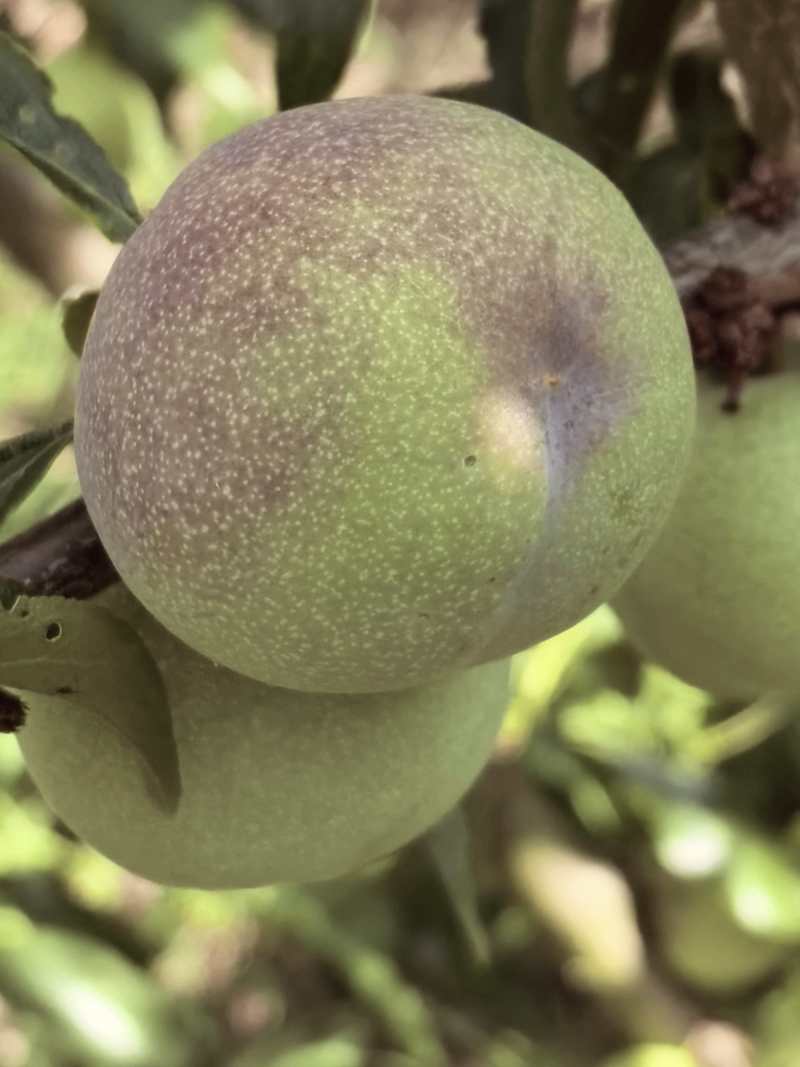 汉源应季水果脱骨李-半边红