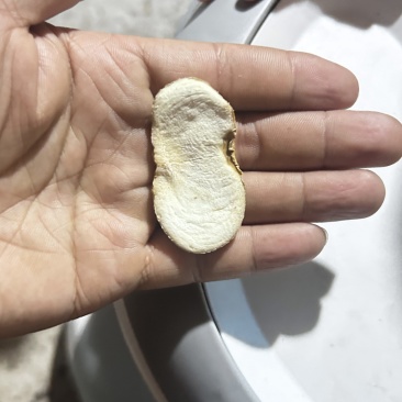 湖北贝母统片源头产地直销货量充足可实地看货