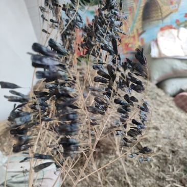 板蓝根籽