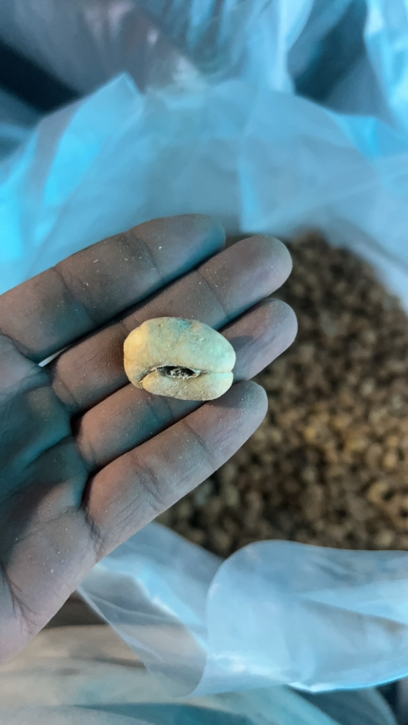 【湖北贝母统片】近期急销量大从优货量充足