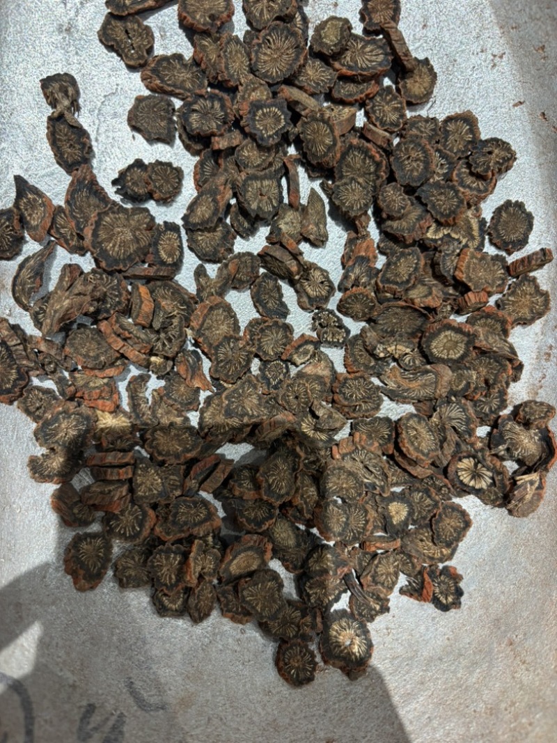 大片紫丹参，红丹参产地直发对接各类客户欢迎咨询