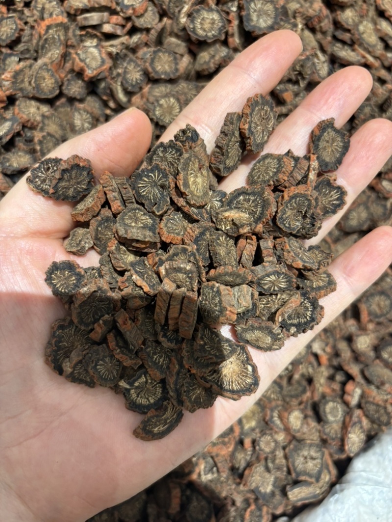 大片紫丹参，红丹参产地直发对接各类客户欢迎咨询
