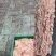 鲜肥肠.鲜猪腰.鲜猪副产品