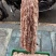 鲜肥肠.鲜猪腰.鲜猪副产品