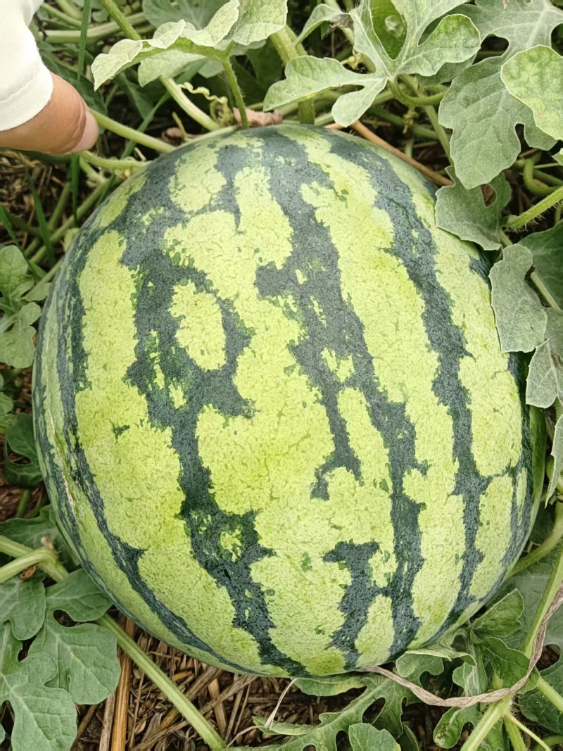 新红宝西瓜