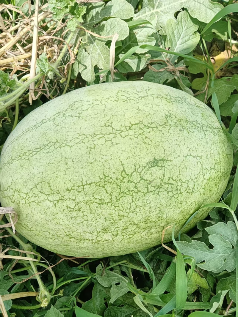 新红宝西瓜