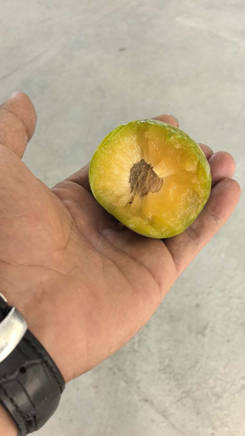 陕西蜂糖李